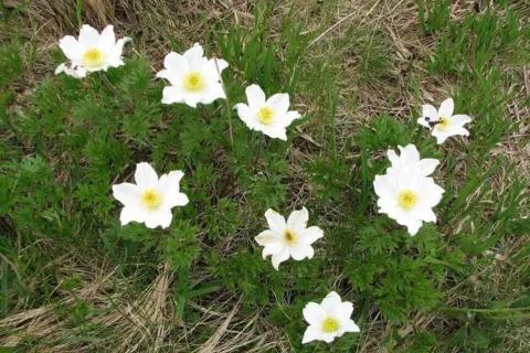 sasanka alpejska (Pulsatilla alpina)