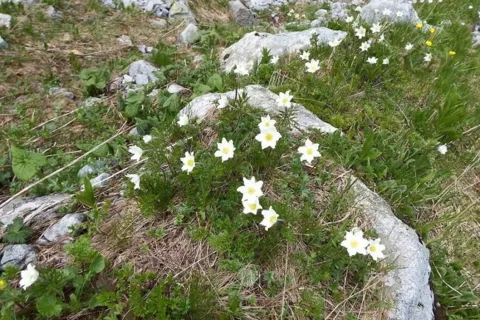 sasanka alpejska (Pulsatilla alpina)
