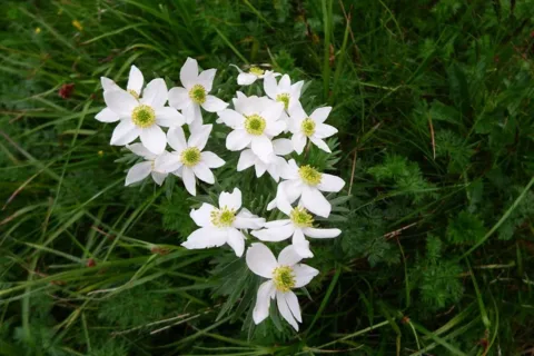 zawilec narcyzowaty