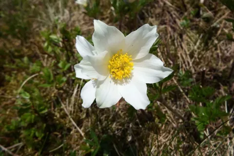 sasanka alpejska
