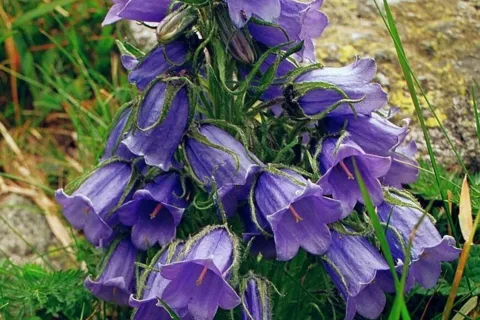 Dzwonek alpejski
