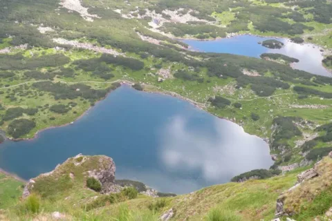 ZIELONY STAW