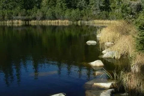 Staw