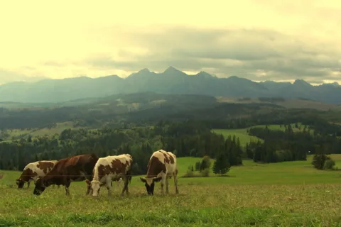 Tatry Bielskie z Łapszanki