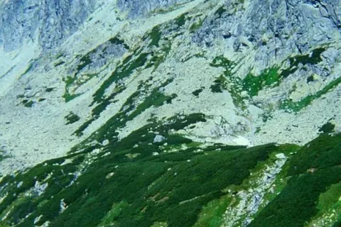 Jaworowy Szczyt