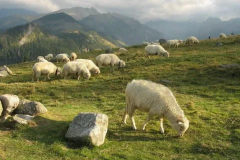 Rusinowa Polana