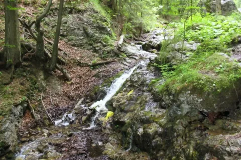 Suchy Źleb