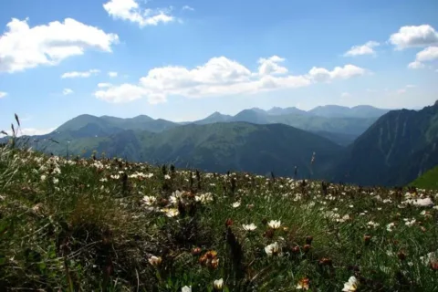 Tatrzańska łąka