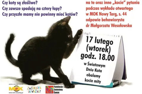 Obalamy kocie mity w Światowy Dzień Kota