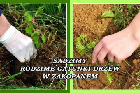 Sadzimy rodzime gatunki drzew w Zakopanem