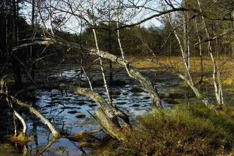Torfowiska