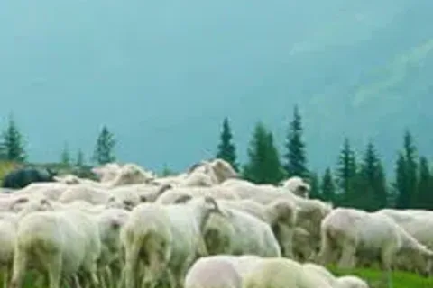 Więcej owiec niż hektarów