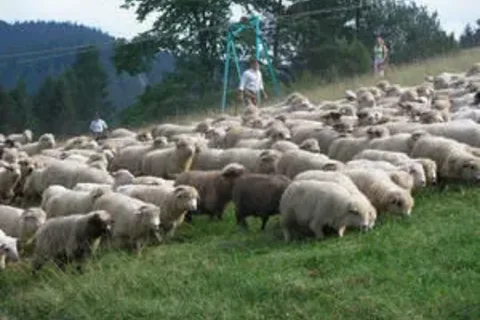 Dojenie po unijnemu