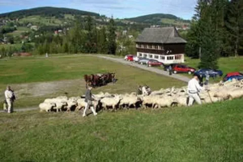 Polaniorski Osod w Kościelisku