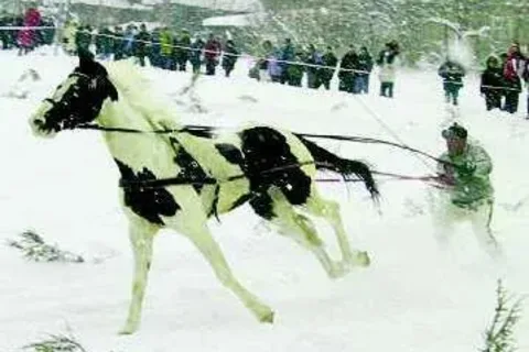 Karnawał w Bukowinie