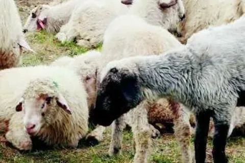 Dotacje rządowe mają uratować owczarstwo