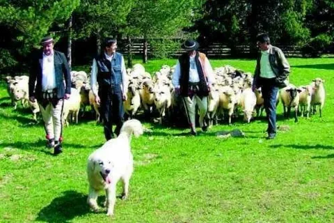 Dotacje za deptanie i koszenie trawy?
