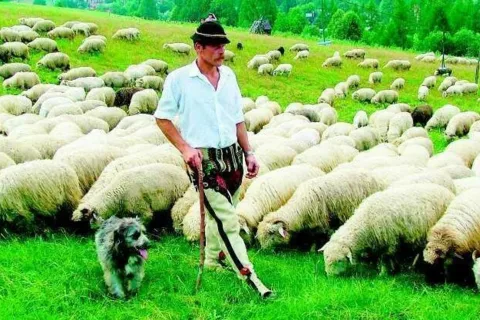 Wcale niespieszno im do weterynarza