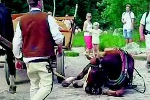 Pół Polski sprawdza fiakrów na Podhalu