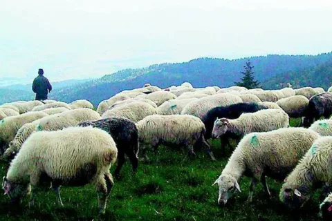 Wilk syty, ale góral bez odszkodowania