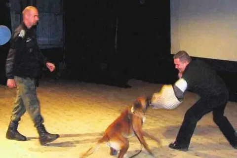 Pokazy tresury, konkursy i adopcja