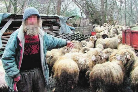 Nie wiadomo, co zrobić z hodowcą i owcami