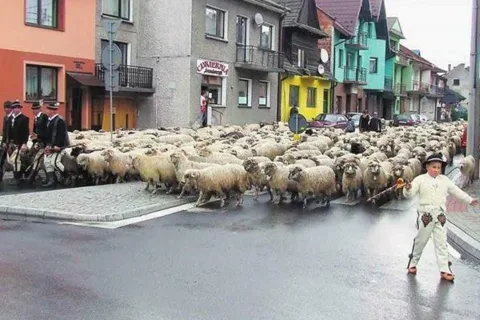 Furczoń nie wycofa swojego wniosku o jagnięcinę