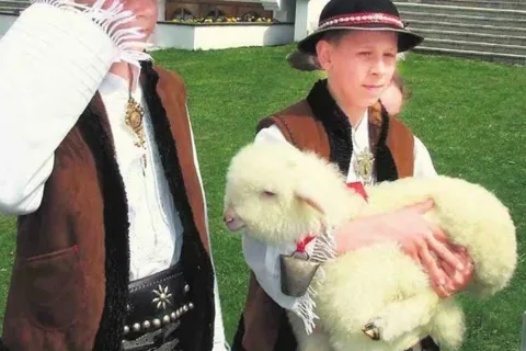 Jagnięta pojadą do Włoch za grosze