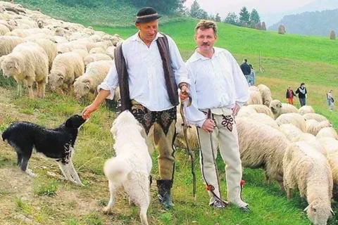 Jagnięta idą już na hale, a jagnięcina - do Unii