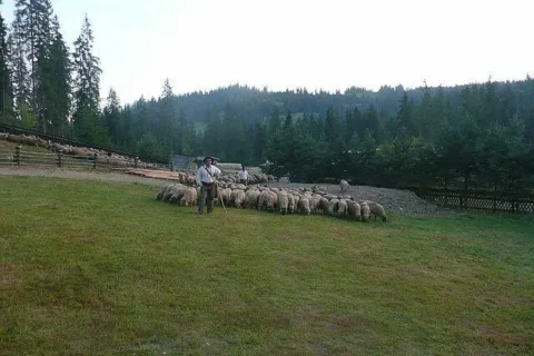 „REDYK KARPACKI” DOTARŁ NA PODTATRZE