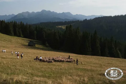 Redyk karpacki na polanie „Szymkówka”
