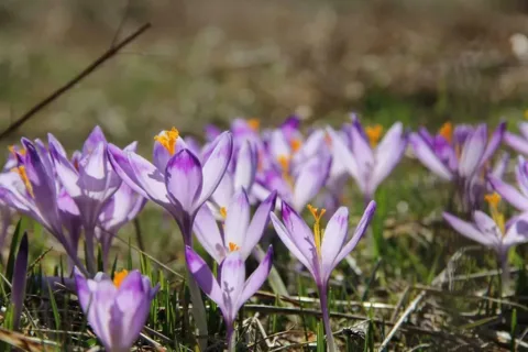 Już za kilka dni Wielkanoc - goście liczą na warunki narciarskie, ale i na doliny pełne krokusó