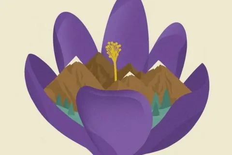 Hokus Krokus