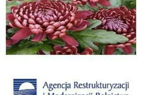 Pomoc dla producentów i sprzedawców chryzantem