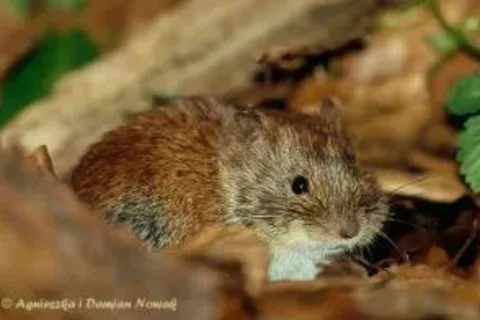 Nornica ruda