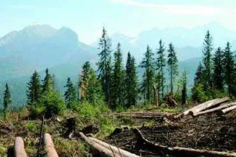 Tatry porosną młode jodły, buki i jarzębiny