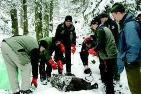 Tatrza ski Park Narodowy szykuje wiadk w