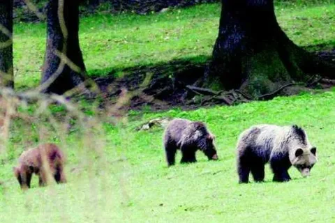 Turysto, nie dokarmiaj tatrzańskich żebraków!
