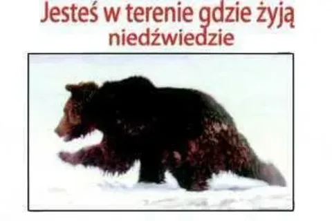 Niedźwiedzie nie polują na turystów