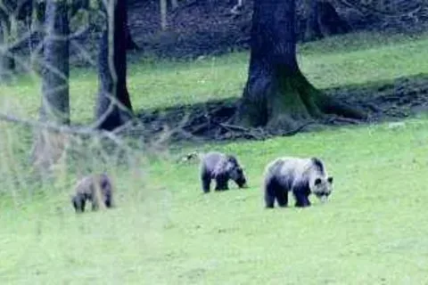 Brunatne tatrzańskie łakomczuchy poskromione