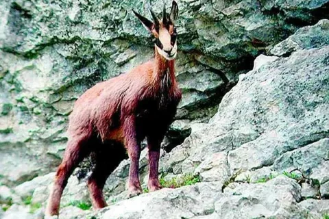 Capy na grani