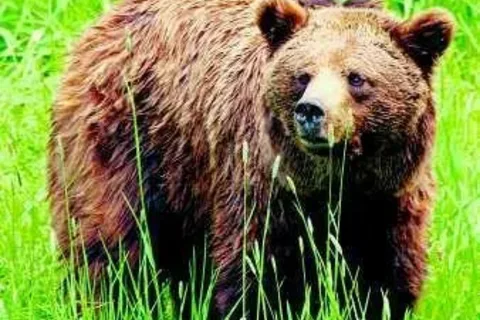 Ekolodzy przygotują paszporty dla tatrzańskich misiów