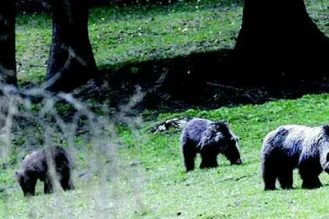 Nowe obroże dla misiów