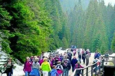 W Dolinie Chochołowskiej trwa oblężenie krokusów