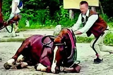 Właściciel konia: był jak członek rodziny...