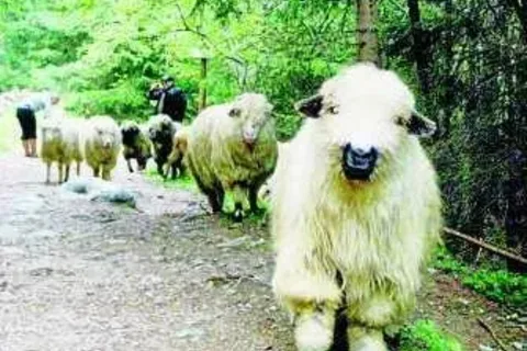 Owieczki na szlaku