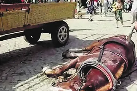Prokurator umorzył sprawę konia Jordka