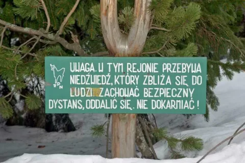 Miśki słodko śpią… czasem nieopodal szlaków…