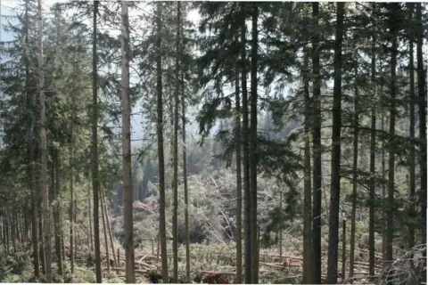 TPN przypomina - na terenie parków obowiązuje zakaz zbierania runa leśnego
