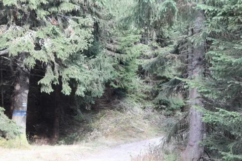 Tatrzańskie zwierząta przygotowują się do zimy